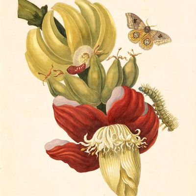 Banana Tree Flower with Io Moth