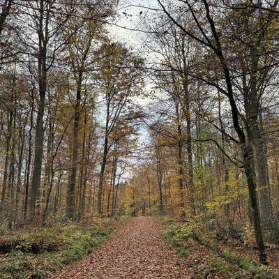Waldweg im Herbst, komplett mit Blättern bedeckter Weg in der Mitte des Bildes, leichter Sonnenschein