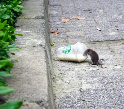 Eine Ratte steckt mit dem Kopf in einem auf dem Gehweg liegenden Starbucks-Plastikbecher und schlürft daraus eine weiße Flüssigkeit