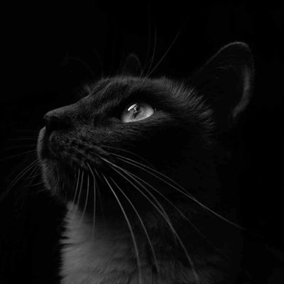 Eine schwarze Katze vor schwarzem Hintergrund.