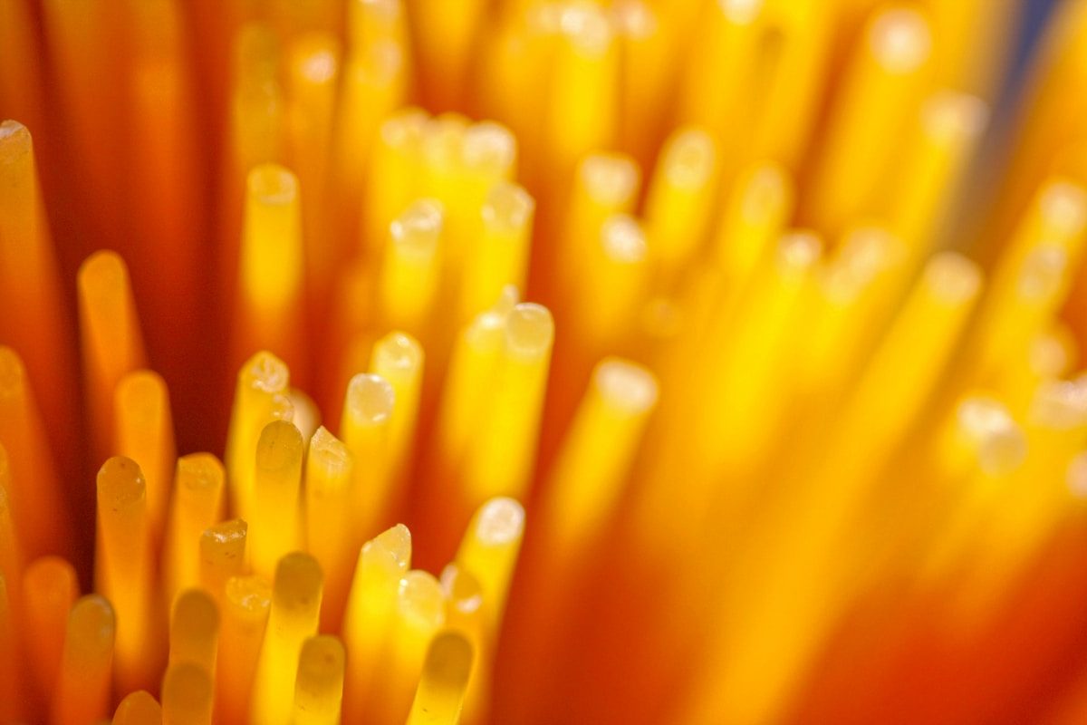 A close up of a bunch of yellow spaghetti sticks