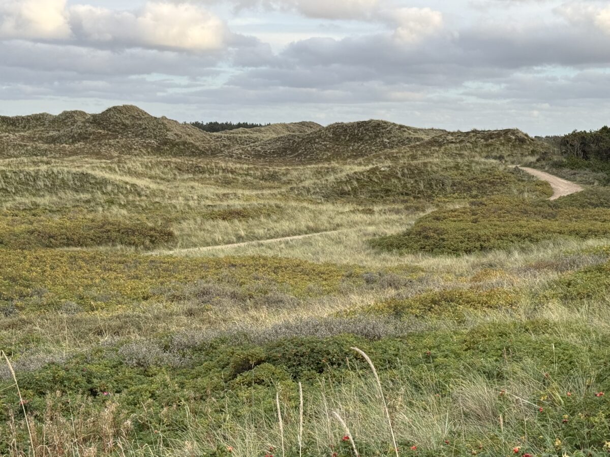Dünenlandschaft bei Aargab, seichte mit Gras und Heide bewachsene Hügel soweit das Auge reicht